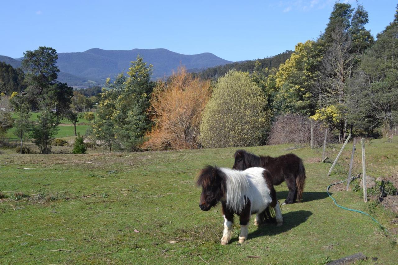 Whispering Spirit Holiday Cottages & Mini Ponies Franklin Екстериор снимка